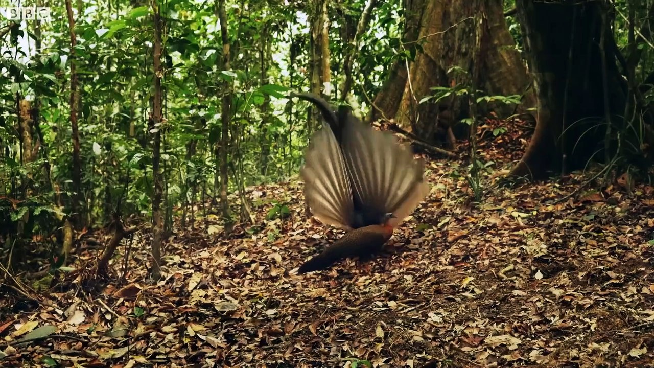 The Mating Game - Trailer