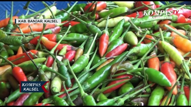Jelang Nataru, Harga Cabai di Kabupaten Banjar Meroket, Cabai Rawit Tembus Rp. 100.000 Per Koligram