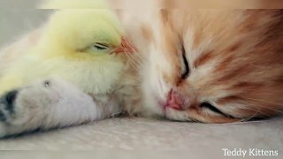 Kitten sleeps sweetly with the Chicken.