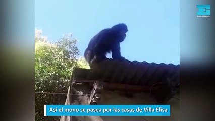 Así el mono se pasea por las casas de Villa Elisa