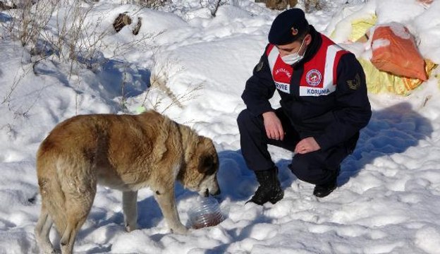 Yozgat'ta jandarma, sokak hayvanları için yiyecek bıraktı