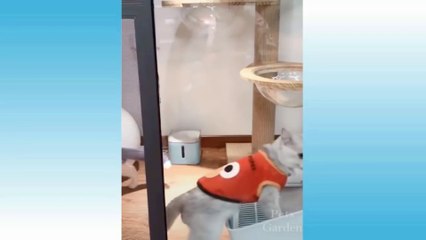 Dancing and cute cate