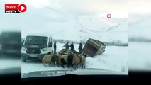 Yüksekova’da kamyonet kara saplandı, 50 koyunu vatandaşlar kurtardı