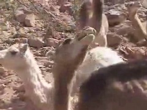 escalade Hoggar, conférence