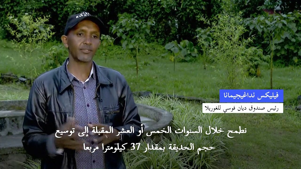 الغوريلا تكافح من أجل البقاء في منتزه البراكين الوطني في رواندا