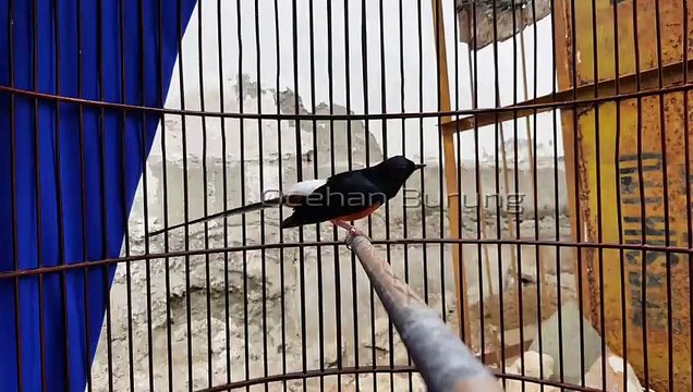 Master suara murai batu AKAN EMOSI dan IKUT GACOR dengan masteran murai batu ini