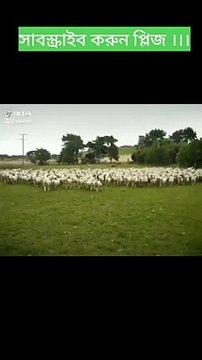 বাংলা ফানি টিকটক ভিডিও Bangla funny Tiktok video on #shorts #tiktok #funnytiktokshorts