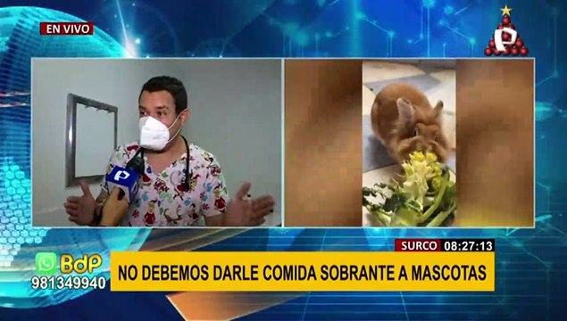 ¡Proteja a sus mascotas de los ruidosos pirotécnicos! especialista da los siguientes 'tips'