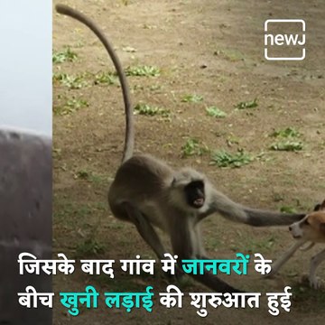 Revengeful Monkeys Allegedly Kill Dogs After Baby Monkey Gets Killed By Pooches