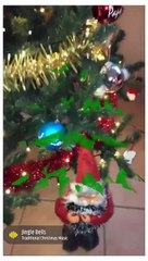 Les sapins des tretsois 2021