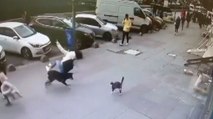 Sultangazi'de ilginç görüntü: Kediden kaçan köpek çarptığı kadını düşürdü