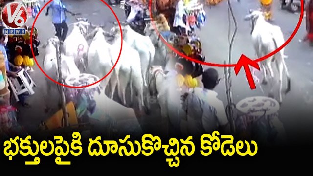 వేములవాడ రాజన్న ఆలయంలో గందరగోళం..Public Gets Tensed As Holy Cows Run At Once In Vemulawada | V6 News