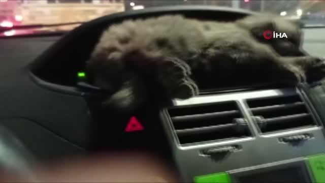 Donmak üzereyken bulduğu yavru köpeği aracının kaloriferinde ısıttı