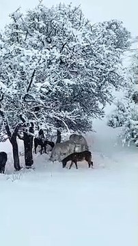 Karlıoava’da yılkı atları ve sokak hayvanları ölüme terkedildi