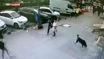 Kediden kaçan köpek, kaldırımdaki kadına çarptı
