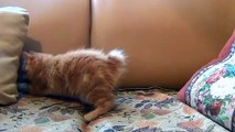 Kitten playing with the toy mouse