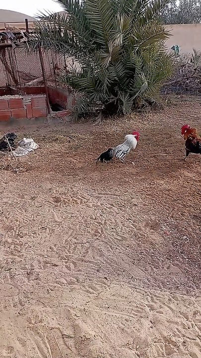 coq doré vs coq argenté