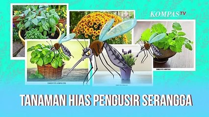 Tanaman Hias Pengusir Serangga, Bisa Ditanam Sendiri di Rumah