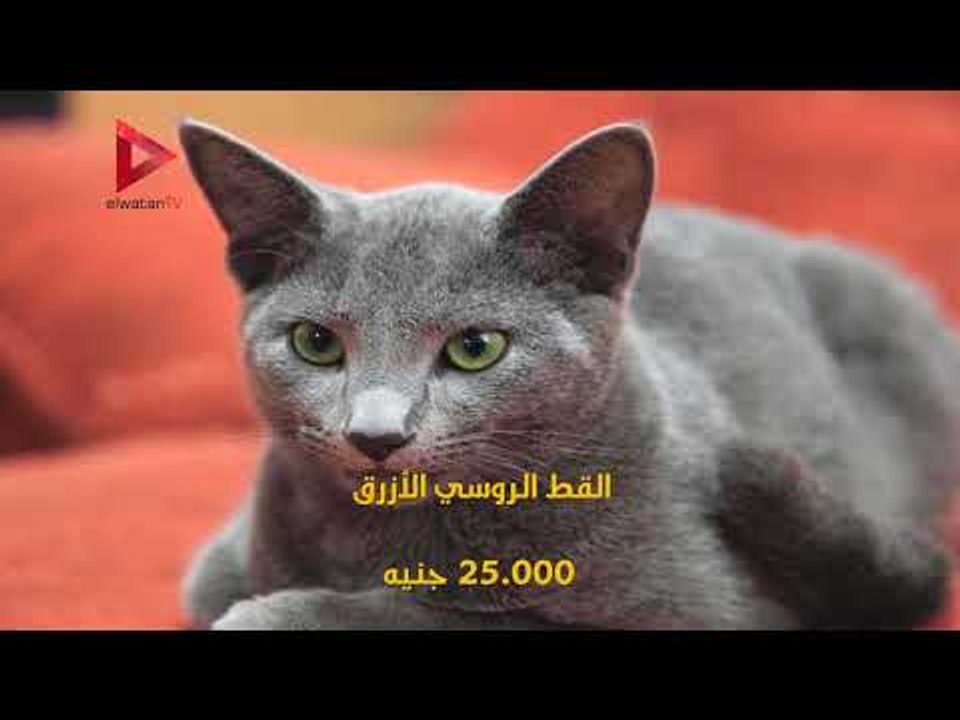 أغلى سلالات قطط فى العالم