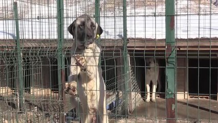 Bakım ve rehabilite merkezi sahipsiz hayvanlara yuva oluyor