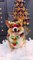 Merry Christmas - A little corgi dog