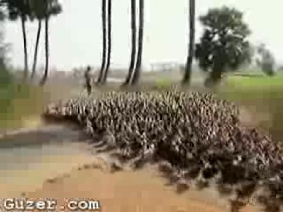The march of ducks