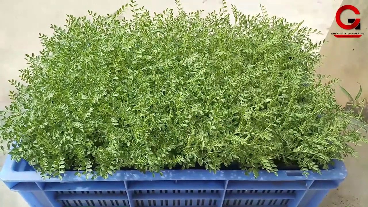 Grow gram crop in just 12 days