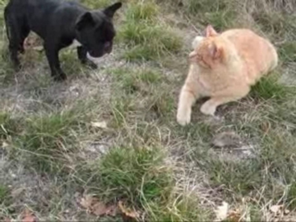 Tigrou, Carla et la petite souris