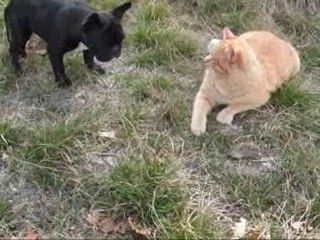 Tigrou, Carla et la petite souris