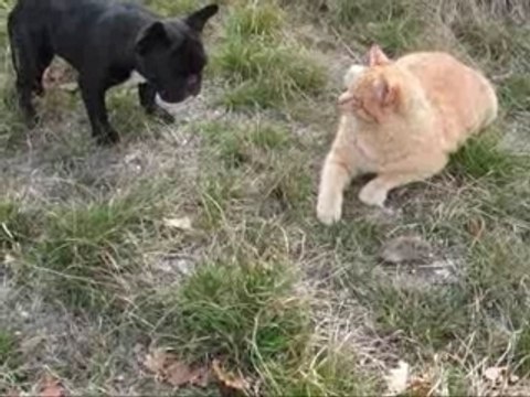 Tigrou, Carla et la petite souris