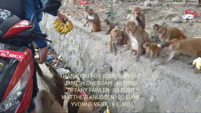 Hungry monkeys are waiting for food __ feeding banana to the wild monkey