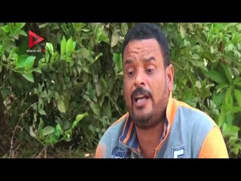 مزارعو وادى النقرة يشتكون نقص الأسمدة رغم قربهم من مصنع كيما