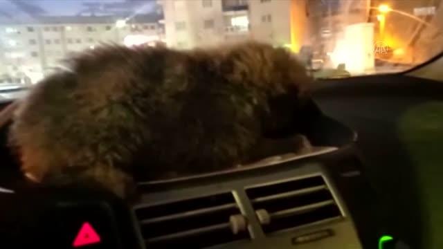 Akademisyen donmak üzereyken bulduğu yavru köpeği aracına aldı
