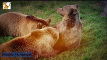 Brown Bear Bear Nature Animal Forest Wild Animal