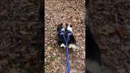 Happiness Is Finding a Good Stick