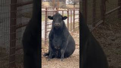 Black Angus Bull Takes a Seat