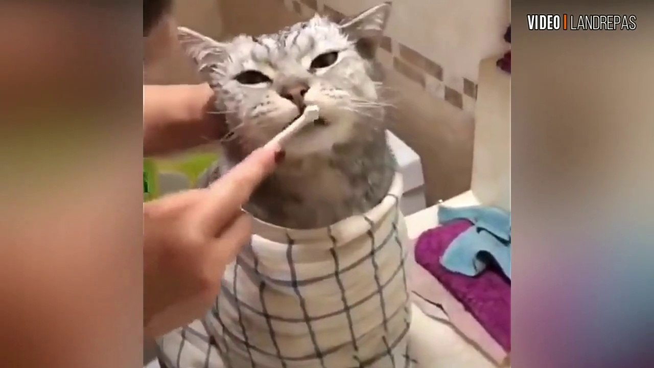Vidéo compilation sur les chats #1