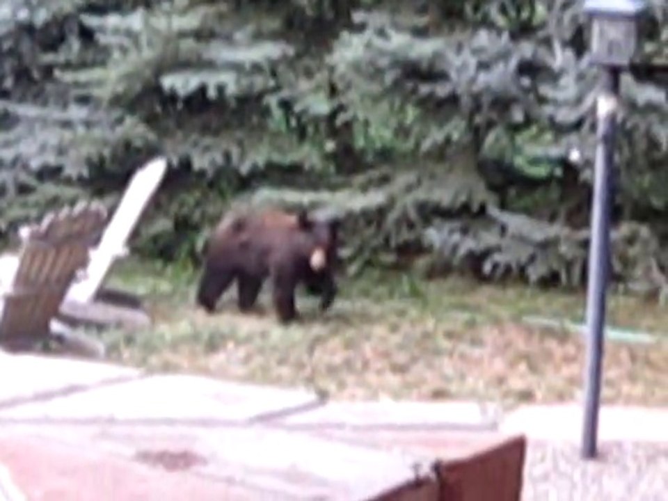 Bear Visit