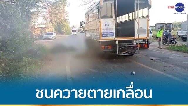 รถ 6 ล้อรับ-ส่งพนักงานพุ่งชนฝูงควายตาย 5 ตัว