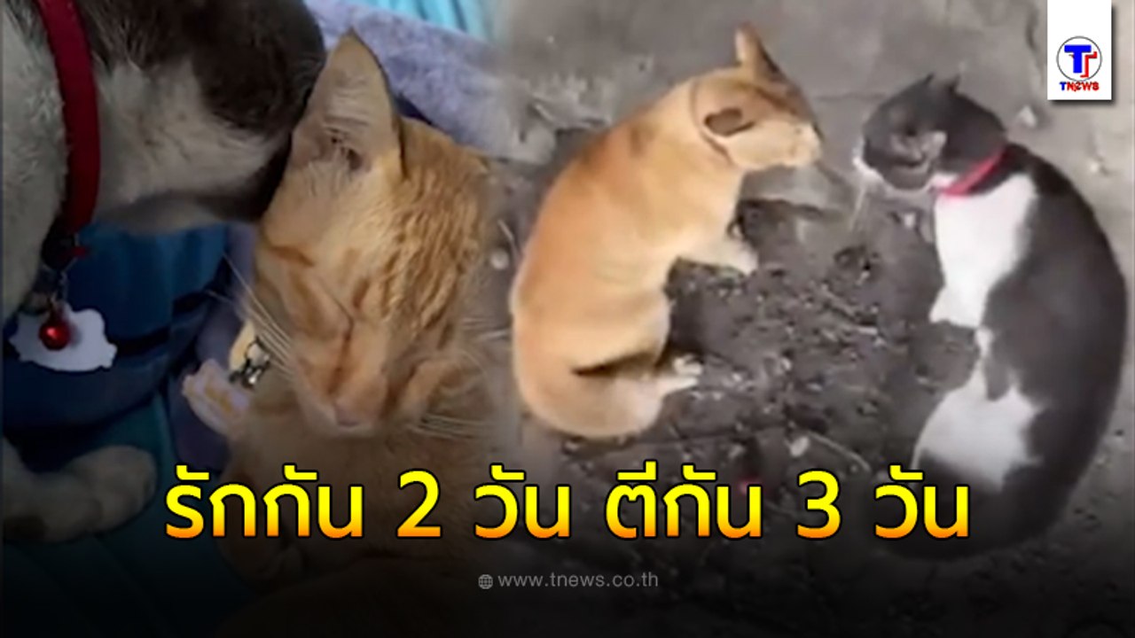 รักกัน 2 วัน ตีกัน 3 วัน ซัดกันไม่หยุด น้องแมวที่บ้านเลี้ยงมาด้วยกันตั้งแต่เด็ก จริงๆ