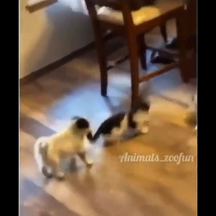 Baby Cats - Cute Cats - Adorable Cats - Funny Cats Compilations PART 33