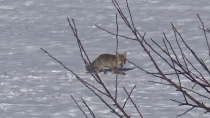 Aç kalan tilki kent merkezi yakınlarında yiyecek aradı