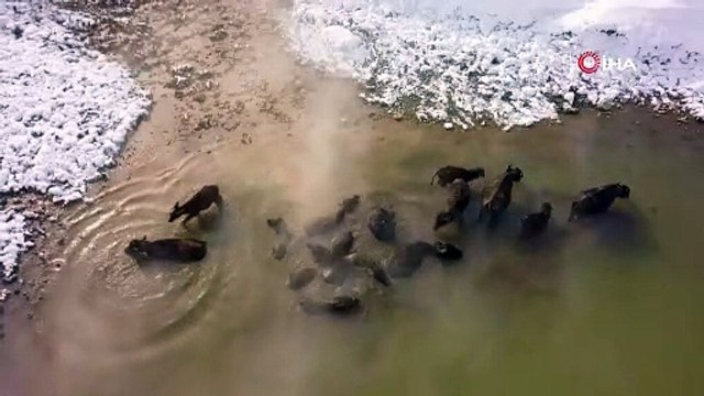 Mandaların eksi 20 derecede kaplıca keyfi