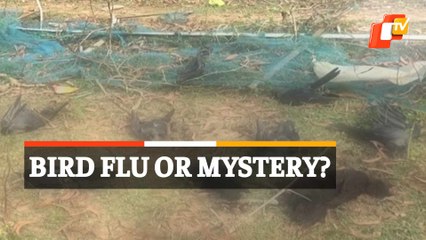 Spurt In Bird Deaths In Odisha Triggers Panic