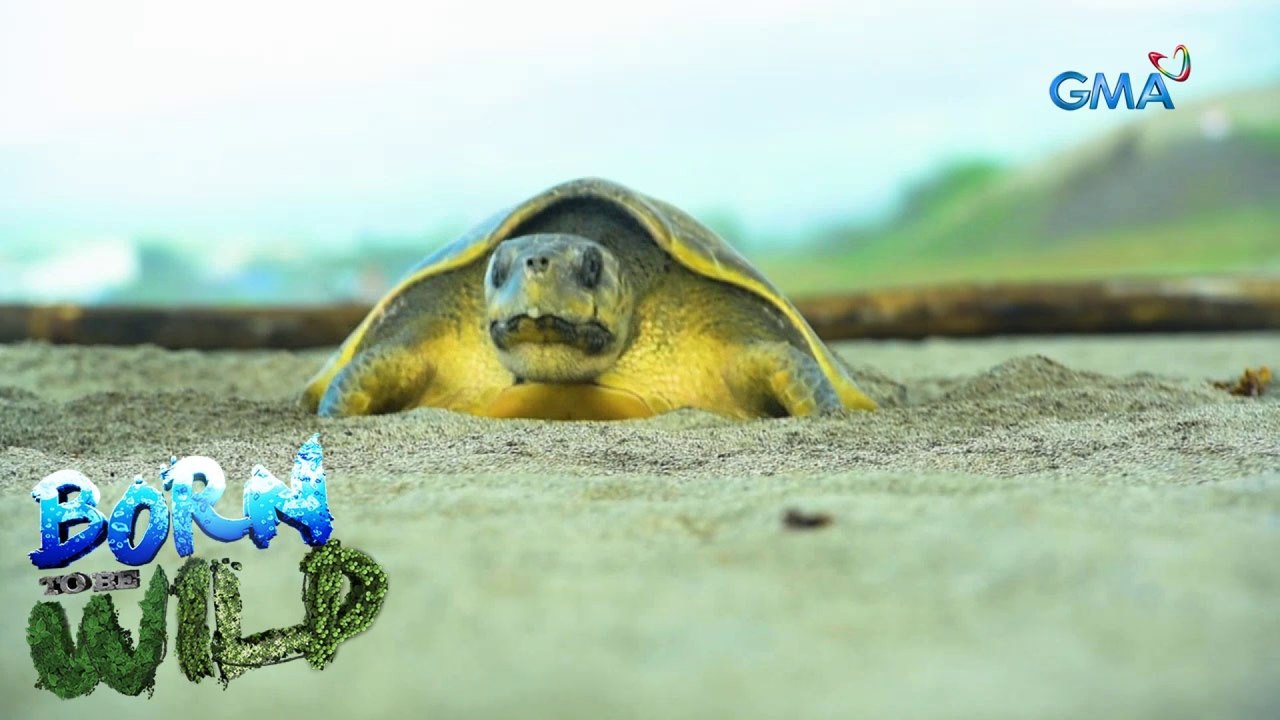Born to be Wild: Releasing animals back into the wild