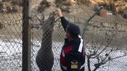 Son dakika! Alageyik sürüsü, karınlarını doyurmak için askerlerin yolunu gözlüyor