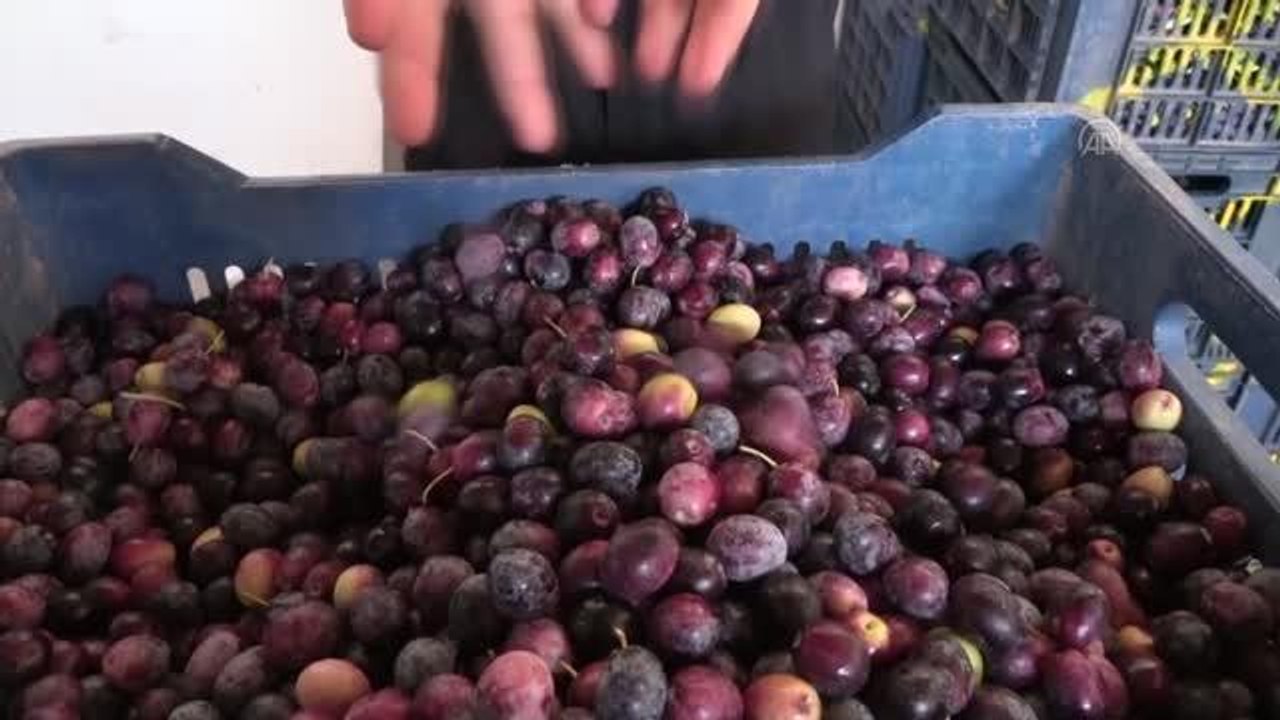 Şehir içindeki Zeytinpark hasat mesaisiyle hareketlendi