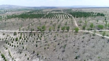 Mehmetçik'ten "Yeşil Vatan"ın korunmasına büyük katkı