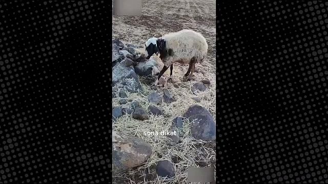 Anne koyunun, yavrusuna yaptığı hareket izleyenleri hüngür hüngür ağlattı