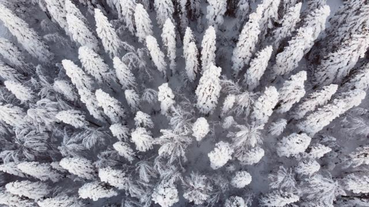 Beyaza bürünen Abant Tabiat Parkı, yerli ve yabancı turistleri ağırladı